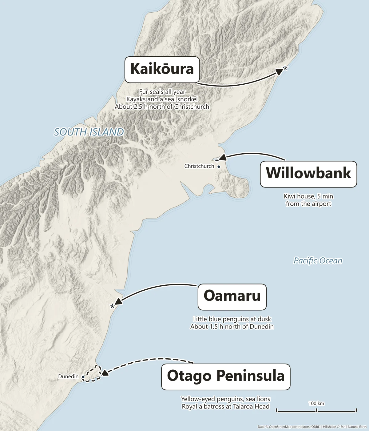Map of the South Island east coast showing where to see wildlife: fur seals at Kaikoura, kiwi at Willowbank near Christchurch, little blue penguins at Oamaru and yellow-eyed penguins on the Otago Peninsula